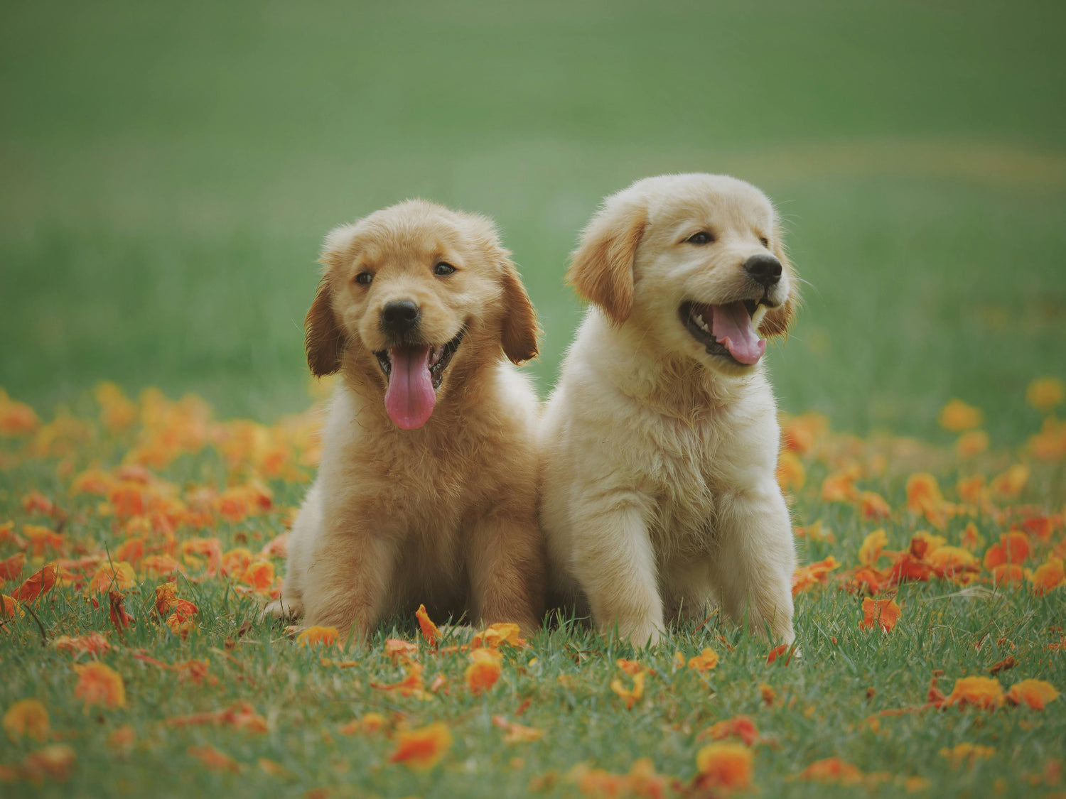 Pet Products